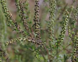 Attēlu rezultāti vaicājumam “Ambrosia artemisiifolia bud”