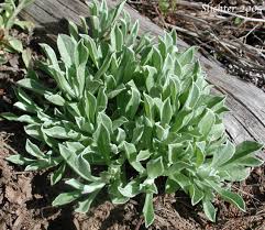 Attēlu rezultāti vaicājumam “Antennaria dioica leaf”