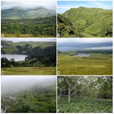 Attēlu rezultāti vaicājumam “Leiocolea heterocolpos”