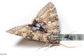 Attēlu rezultāti vaicājumam “Catocala fraxini”