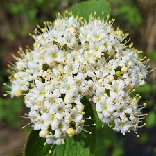Attēlu rezultāti vaicājumam “Viburnum lantana  flower”