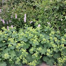 Image result for Frauenmantel