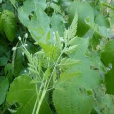 Attēlu rezultāti vaicājumam “Torilis japonica fruit”