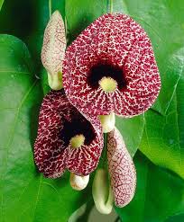 Attēlu rezultāti vaicājumam “Aristolochia durior flower”