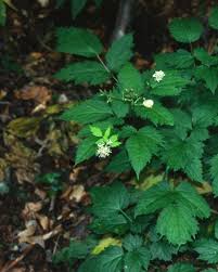 Attēlu rezultāti vaicājumam “Actaea spicata flower”