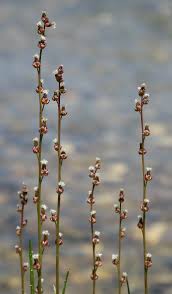 Attēlu rezultāti vaicājumam “Triglochin palustre”