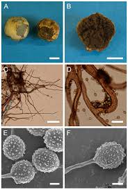 Attēlu rezultāti vaicājumam “Lycoperdon pyriforme sessile”