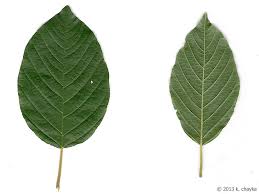 Attēlu rezultāti vaicājumam “Frangula alnus”