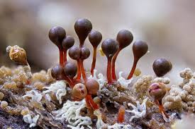 Attēlu rezultāti vaicājumam “Hemitrichia calyculata young”