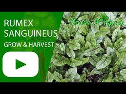 Image result for Rumex sanguineum