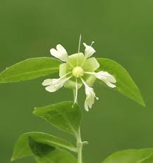 Attēlu rezultāti vaicājumam “Silene baccifera”