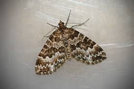 Attēlu rezultāti vaicājumam “Electrophaes corylata”