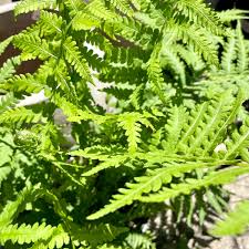 Attēlu rezultāti vaicājumam “Matteuccia struthiopteris”