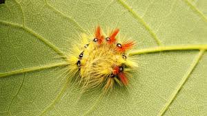 Attēlu rezultāti vaicājumam “Acronicta aceris”