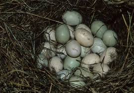 Attēlu rezultāti vaicājumam “Anas platyrhynchos eggs”