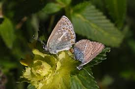 Attēlu rezultāti vaicājumam “Eumedonia eumedon underside”
