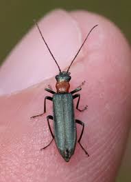 Attēlu rezultāti vaicājumam “Oedemera croceicollis”