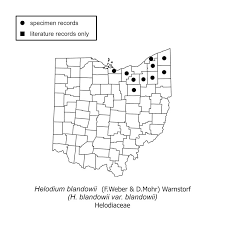 Attēlu rezultāti vaicājumam “Helodium blandowii”