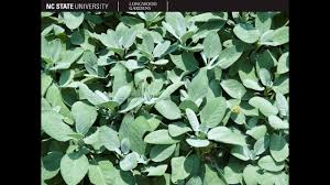 Attēlu rezultāti vaicājumam “Salvia officinalis leaf”