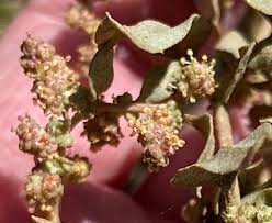 Attēlu rezultāti vaicājumam “Atriplex calotheca flower”