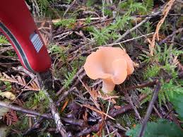 Attēlu rezultāti vaicājumam “Tremiscus helvelloides”