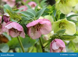 Image result for Christrose