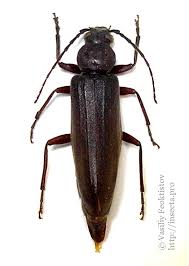 Attēlu rezultāti vaicājumam “Criocephalus rusticus”