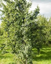 Attēlu rezultāti vaicājumam “Prunus domestica subsp. domestica leaf”