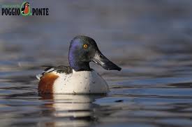 Attēlu rezultāti vaicājumam “Anas clypeata”