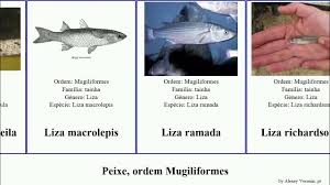 Image result for Liza ramada