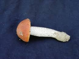 Attēlu rezultāti vaicājumam “Leccinum aurantiacum”