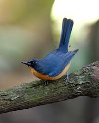 Attēlu rezultāti vaicājumam “Muscicapidae”