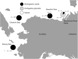 Image result for Arctogadus glacialis