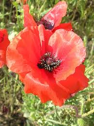 Image result for Papaver rhoeas 'Shirley'