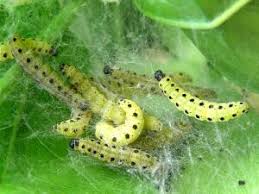 Attēlu rezultāti vaicājumam “Yponomeuta evonymella imago”