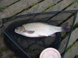 Attēlu rezultāti vaicājumam “Leuciscus idus”