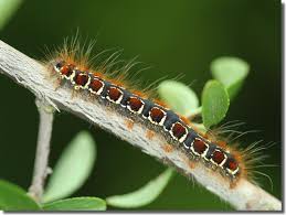 Attēlu rezultāti vaicājumam “Eriogaster lanestris larva”