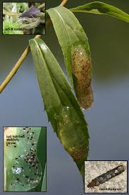 Attēlu rezultāti vaicājumam “Trichoptera egg mass”