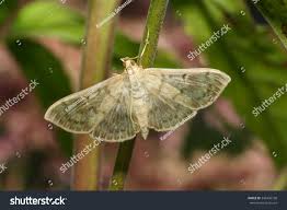 Attēlu rezultāti vaicājumam “Pleuroptya ruralis”