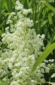 Attēlu rezultāti vaicājumam “Galium boreale leaf”