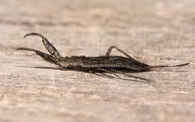 Attēlu rezultāti vaicājumam “Nepa cinerea”