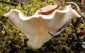 Attēlu rezultāti vaicājumam “Pleurotus ostreatus”