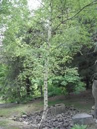 Attēlu rezultāti vaicājumam “Betula papyrifera”