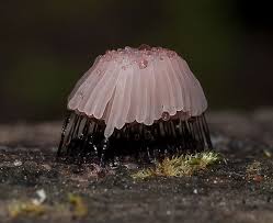 Attēlu rezultāti vaicājumam “Stemonitis axifera stalked”