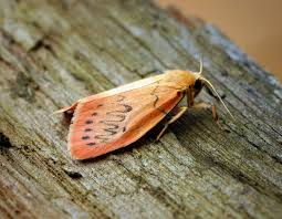 Attēlu rezultāti vaicājumam “Miltochrista miniata”