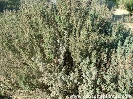 Attēlu rezultāti vaicājumam “Thymus vulgaris”