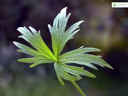 Attēlu rezultāti vaicājumam “Ranunculus acris leaf”