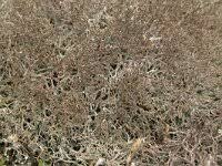 Attēlu rezultāti vaicājumam “Cladonia ciliata”