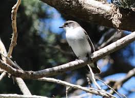 Attēlu rezultāti vaicājumam “Ficedula hypoleuca juvenile”