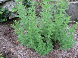 Image result for Oregano